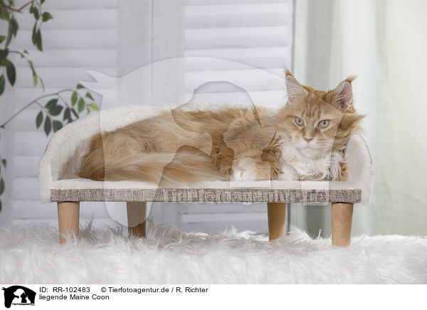 liegende Maine Coon / lying Maine Coon / RR-102483