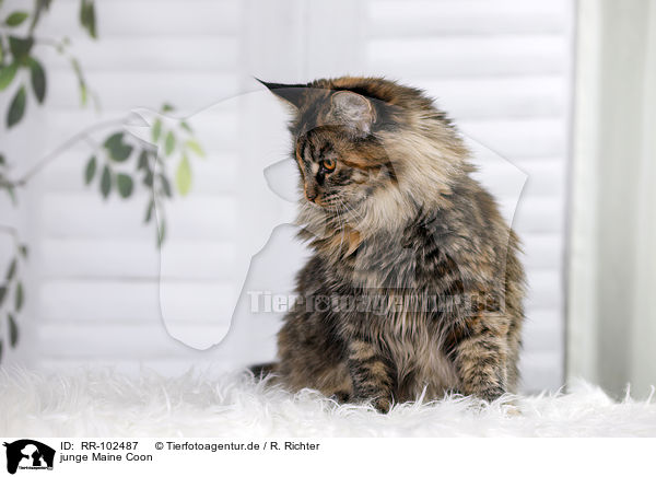 junge Maine Coon / young Maine Coon / RR-102487