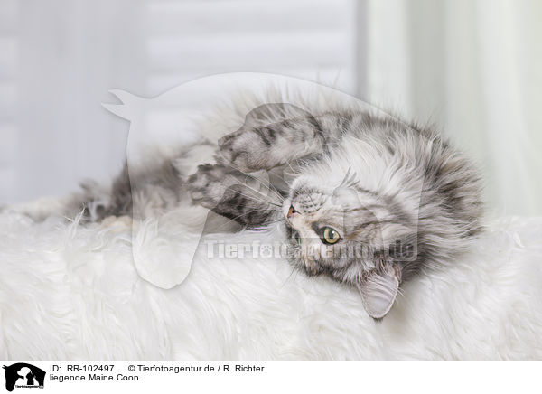 liegende Maine Coon / lying Maine Coon / RR-102497