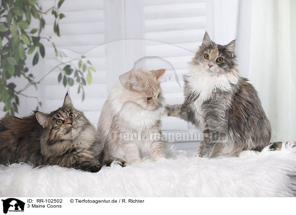 3 Maine Coons / 3 Maine Coons / RR-102502