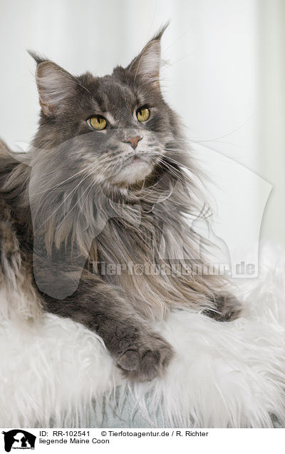 liegende Maine Coon / lying Maine Coon / RR-102541