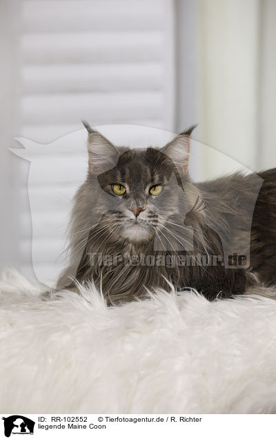 liegende Maine Coon / RR-102552