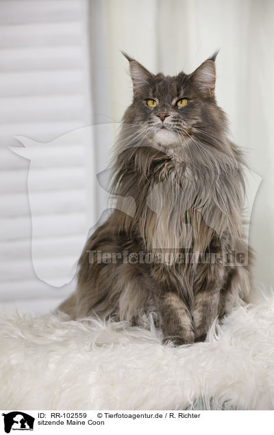 sitzende Maine Coon / sitting Maine Coon / RR-102559