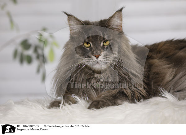 liegende Maine Coon / lying Maine Coon / RR-102562