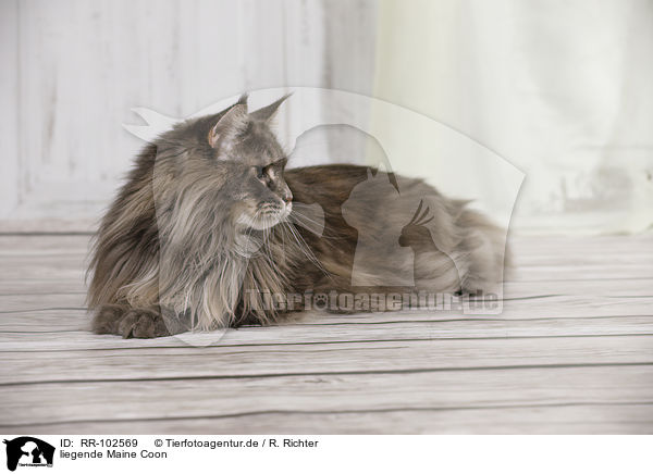 liegende Maine Coon / lying Maine Coon / RR-102569