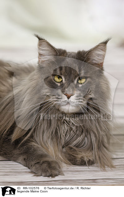 liegende Maine Coon / lying Maine Coon / RR-102576