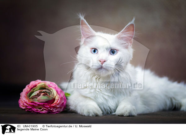 liegende Maine Coon / lying Maine Coon / UM-01905