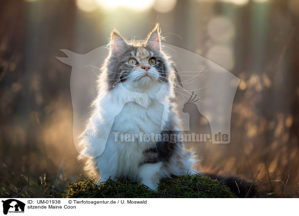 sitzende Maine Coon / UM-01938