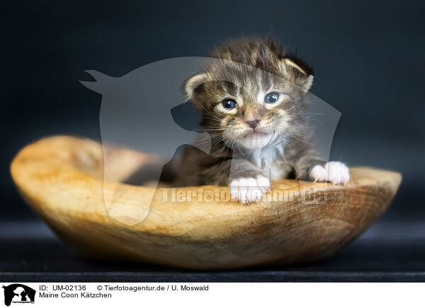 Maine Coon Ktzchen / Maine Coon Kitten / UM-02136