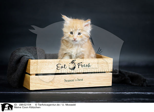 Maine Coon Ktzchen / Maine Coon Kitten / UM-02154
