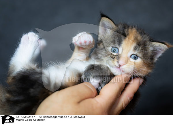 Maine Coon Ktzchen / Maine Coon Kitten / UM-02157
