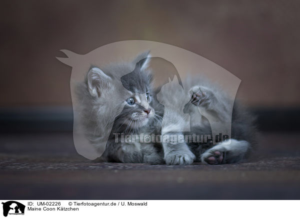 Maine Coon Ktzchen / Maine Coon Kitten / UM-02226