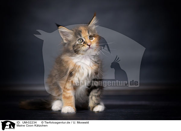 Maine Coon Ktzchen / UM-02234
