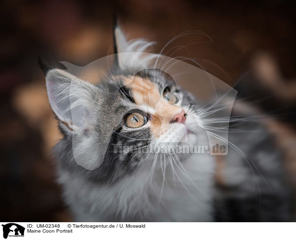 Maine Coon Portrait / UM-02348