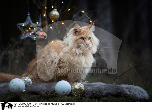 sitzende Maine Coon / sitting Maine Coon / UM-02399