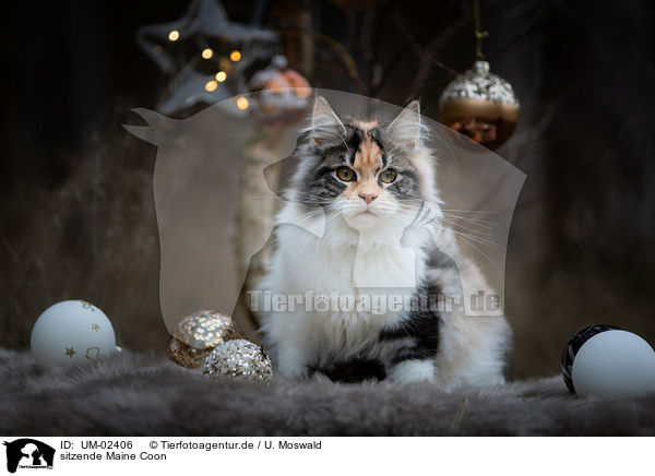 sitzende Maine Coon / sitting Maine Coon / UM-02406
