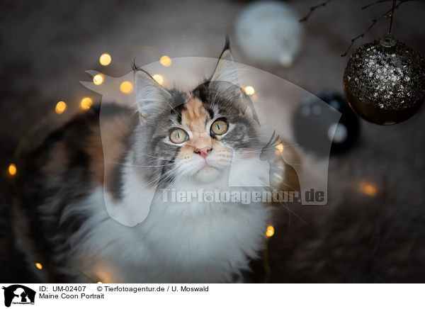 Maine Coon Portrait / Maine Coon Portrait / UM-02407