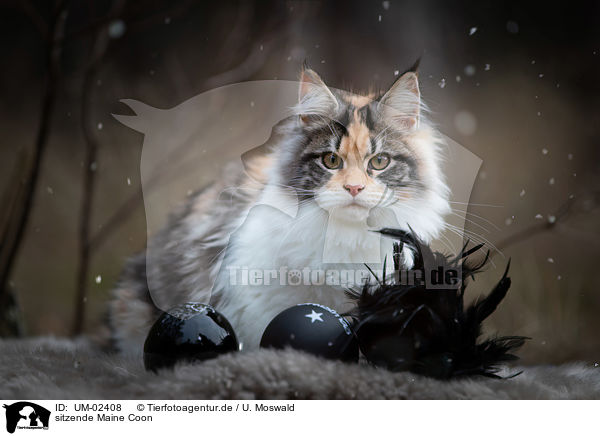 sitzende Maine Coon / sitting Maine Coon / UM-02408