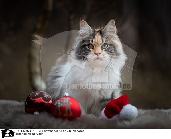 sitzende Maine Coon / sitting Maine Coon / UM-02411