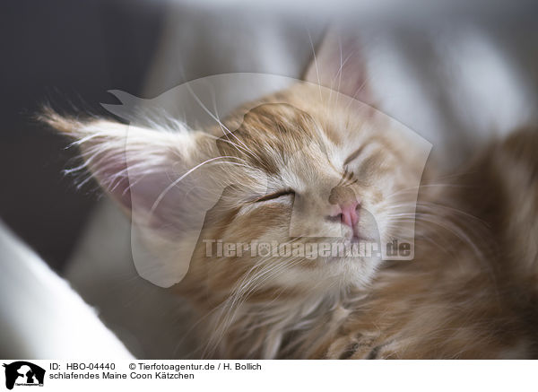 schlafendes Maine Coon Ktzchen / sleeping Maine Coon kitten / HBO-04440