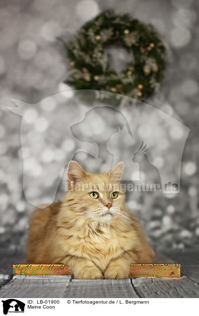 Maine Coon / Maine Coon / LB-01900