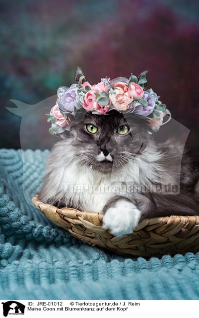 Maine Coon mit Blumenkranz auf dem Kopf / JRE-01012