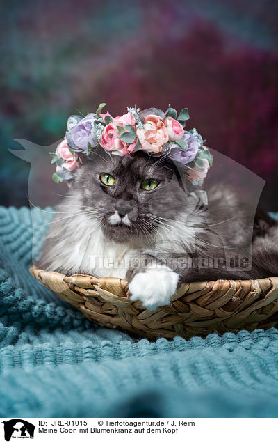 Maine Coon mit Blumenkranz auf dem Kopf / JRE-01015