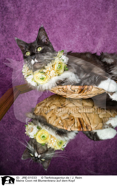 Maine Coon mit Blumenkranz auf dem Kopf / Maine Coon with flower wreath on head / JRE-01033