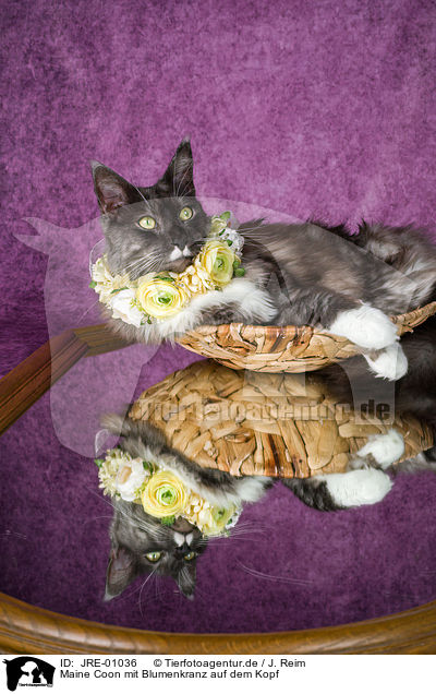 Maine Coon mit Blumenkranz auf dem Kopf / Maine Coon with flower wreath on head / JRE-01036