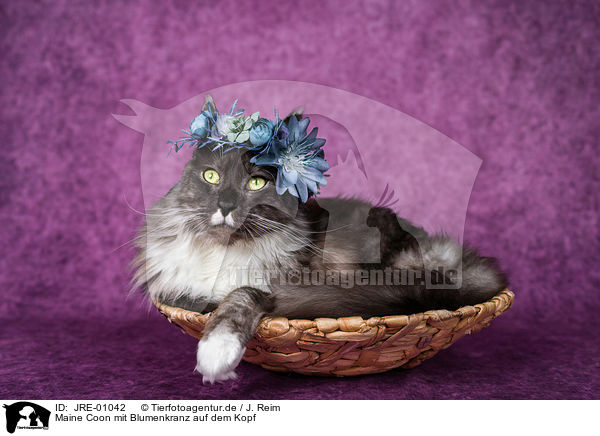 Maine Coon mit Blumenkranz auf dem Kopf / Maine Coon with flower wreath on head / JRE-01042