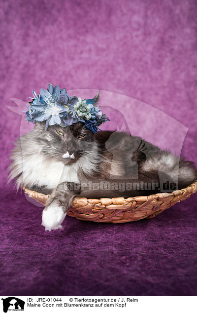 Maine Coon mit Blumenkranz auf dem Kopf / JRE-01044
