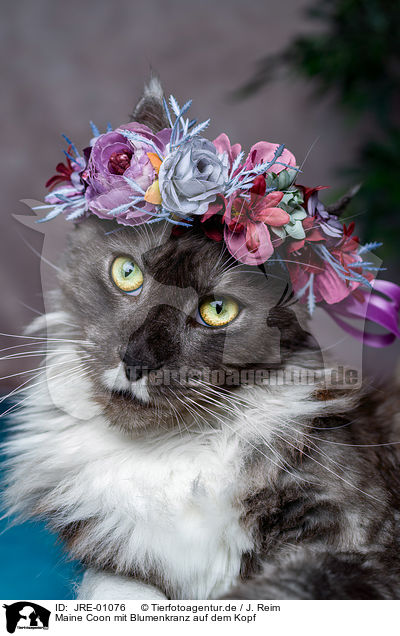 Maine Coon mit Blumenkranz auf dem Kopf / Maine Coon with flower wreath on head / JRE-01076