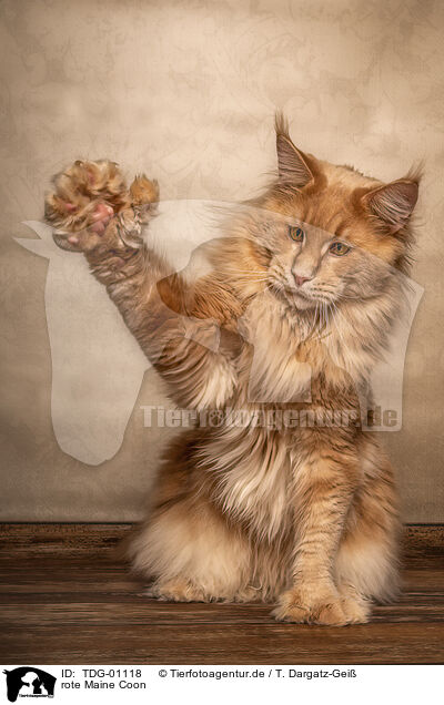 rote Maine Coon / TDG-01118