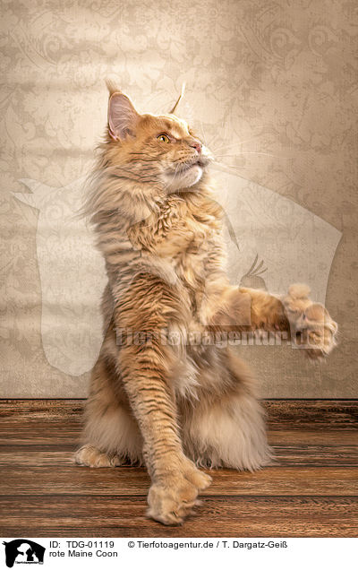 rote Maine Coon / TDG-01119
