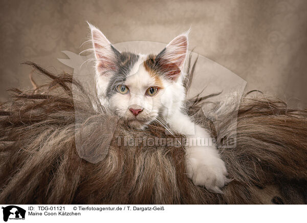 Maine Coon Ktzchen / Maine Coon kitten / TDG-01121