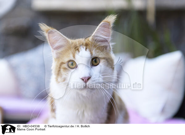 Maine Coon Portrait / HBO-04538