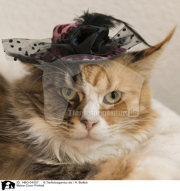 Maine Coon Portrait / Maine Coon Portrait / HBO-04557