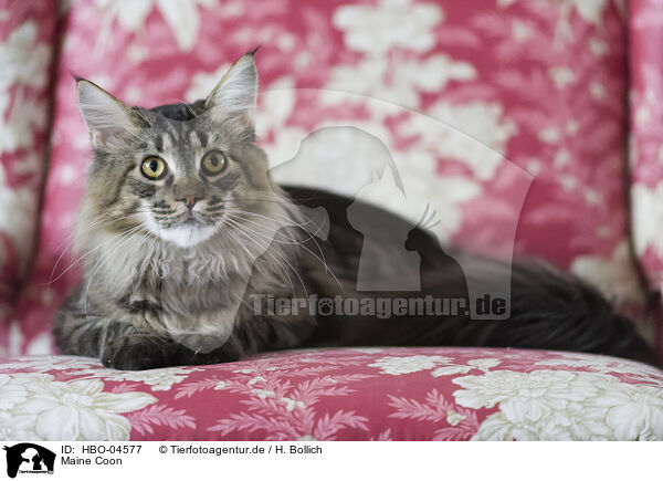 Maine Coon / Maine Coon / HBO-04577