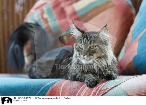 Maine Coon / Maine Coon / HBO-04579