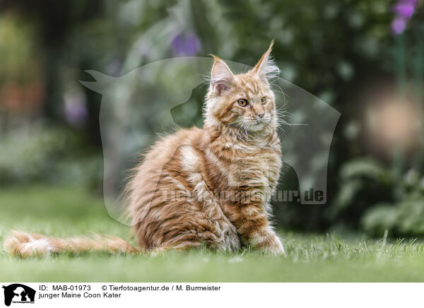 junger Maine Coon Kater / young Maine Coon tomcat / MAB-01973