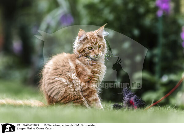 junger Maine Coon Kater / young Maine Coon tomcat / MAB-01974