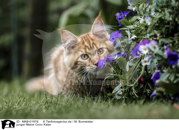 junger Maine Coon Kater / MAB-01978