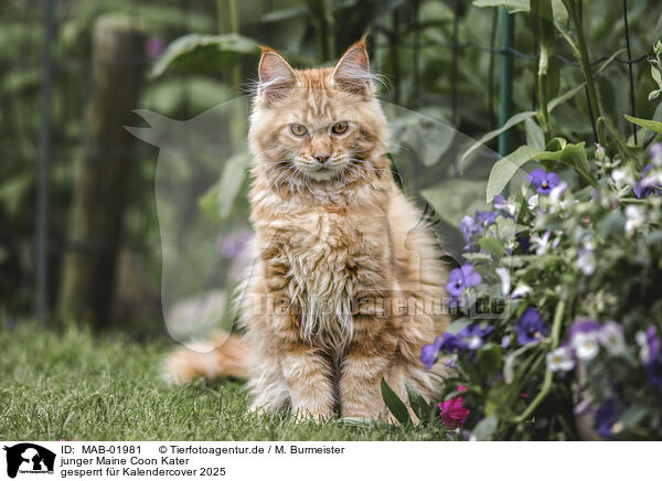 junger Maine Coon Kater / MAB-01981