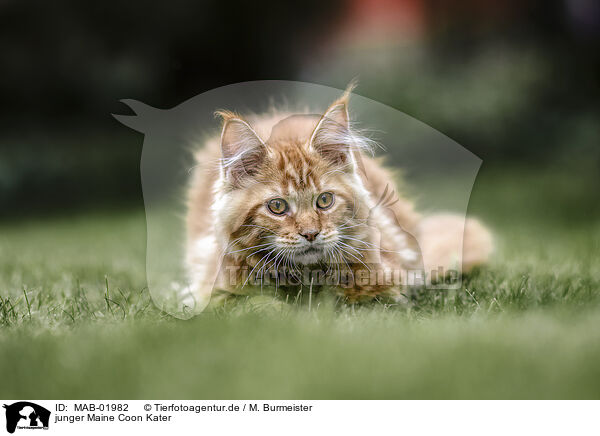 junger Maine Coon Kater / MAB-01982