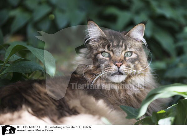 erwachsene Maine Coon / adult Maine Coon / HBO-04871