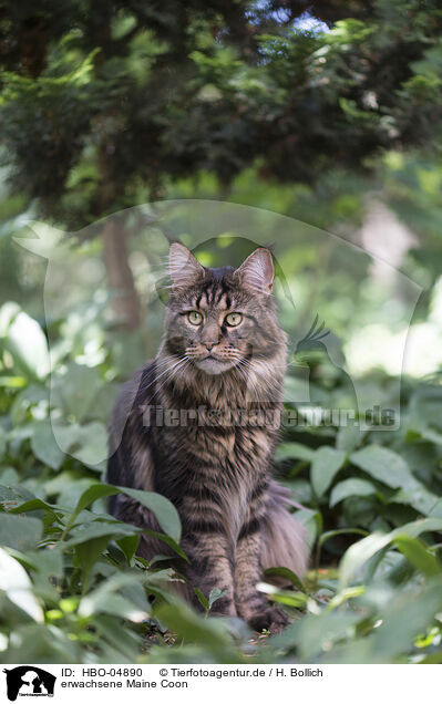 erwachsene Maine Coon / HBO-04890