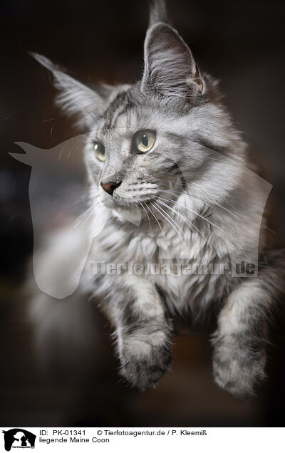 liegende Maine Coon / lying Maine Coon / PK-01341