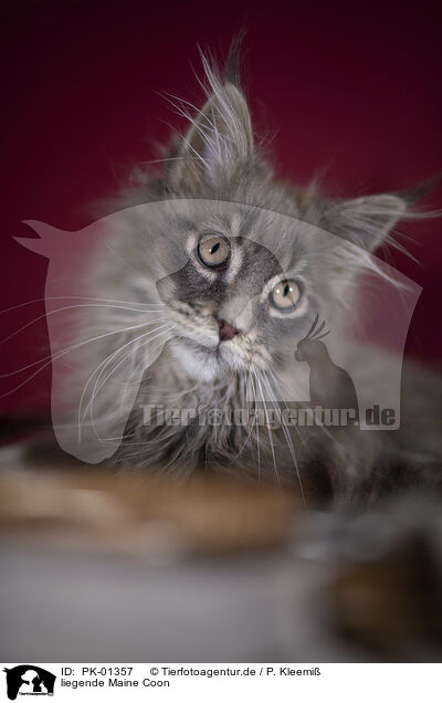 liegende Maine Coon / lying Maine Coon / PK-01357