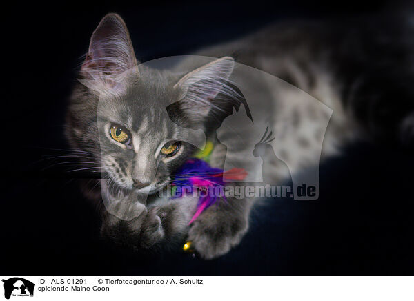 spielende Maine Coon / playing Maine Coon / ALS-01291
