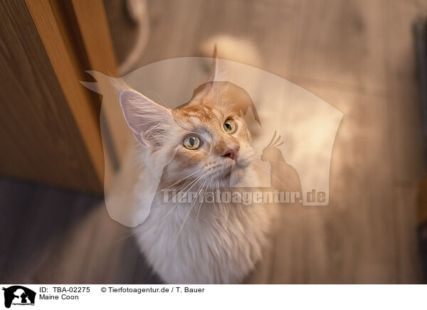 Maine Coon / Maine Coon / TBA-02275